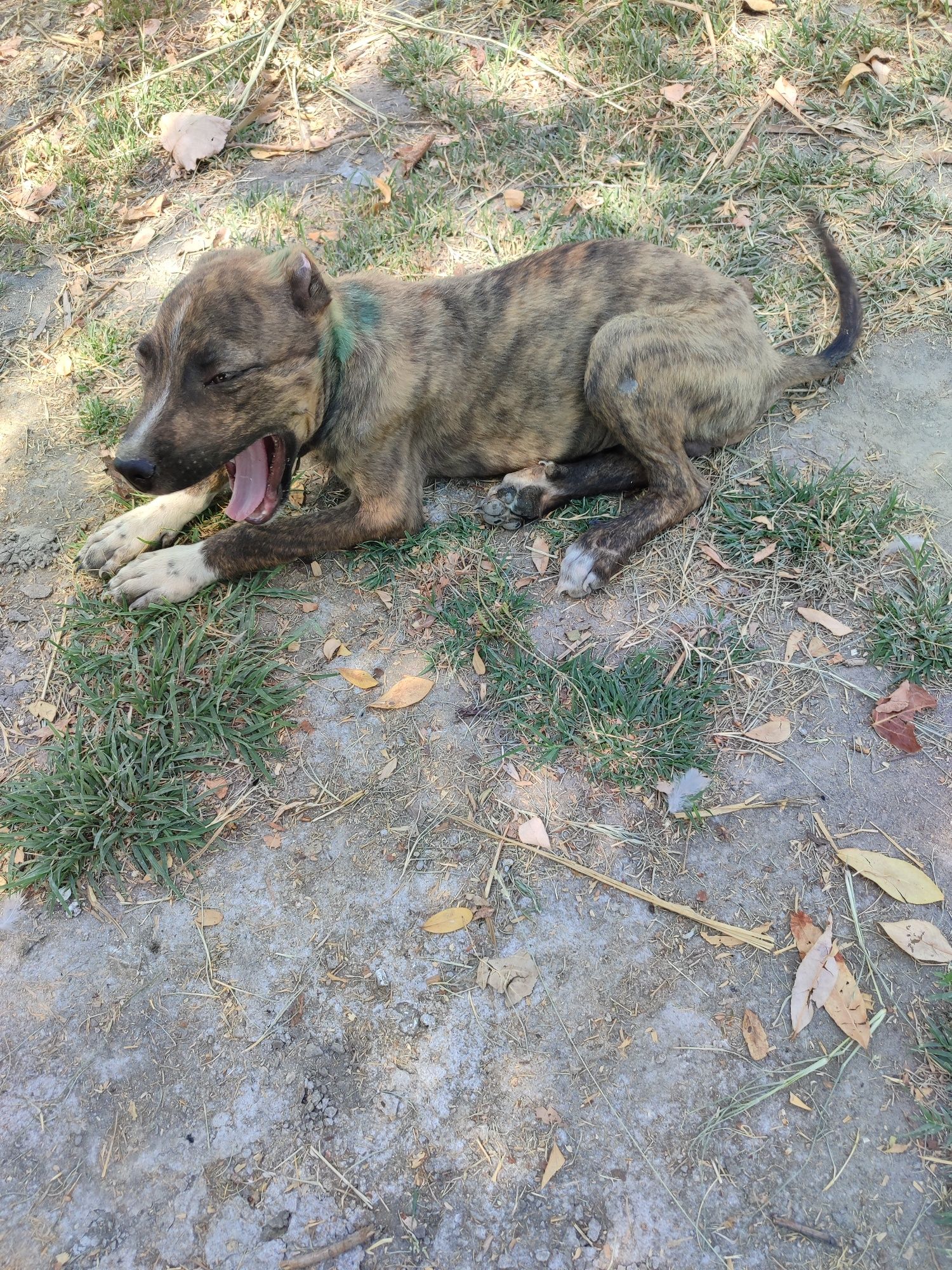 Pit bull kuchik sotiladi