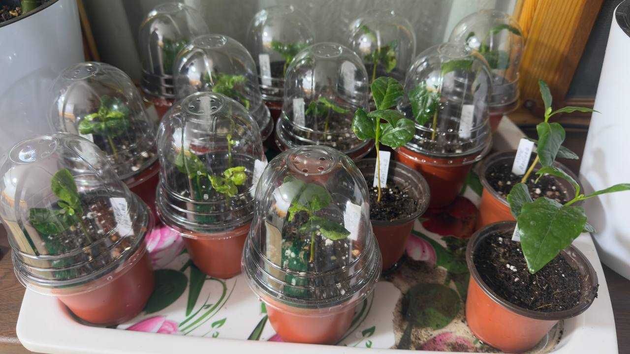 Саженец Кофе Арабика, Кофейное дерево Coffee Arabica