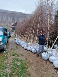 Mesteacan Alb ( Betula Alba )