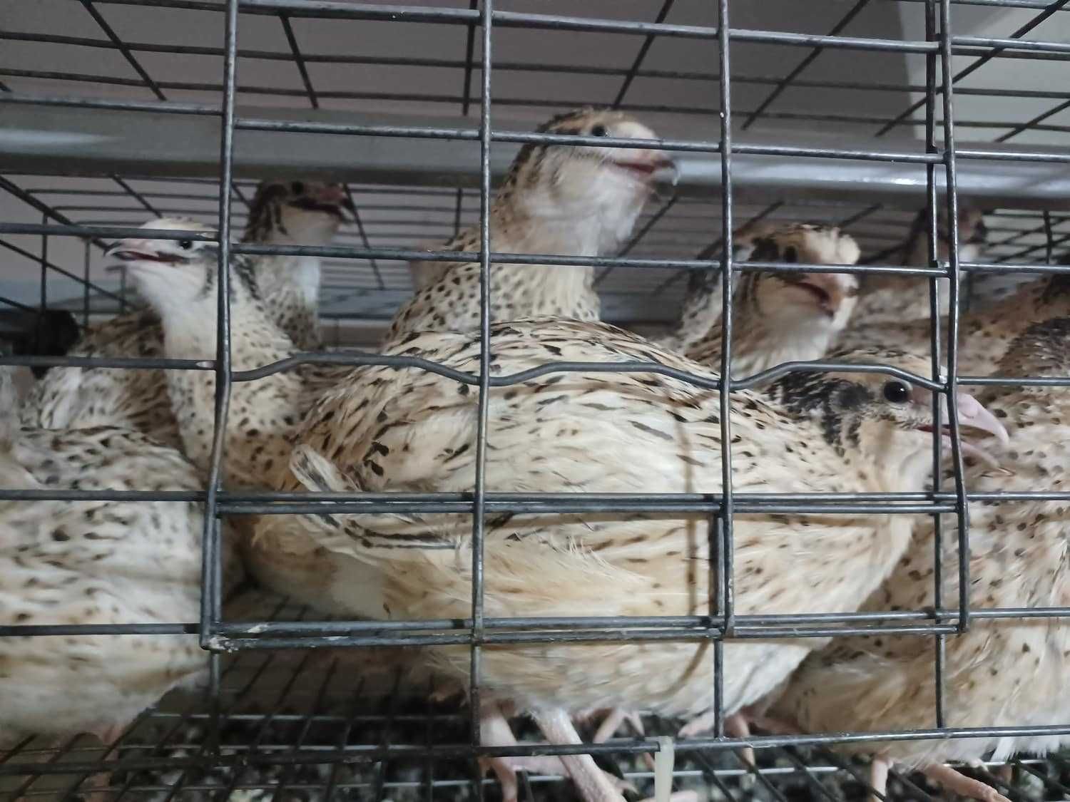 Oua de prepelita pentru incubat - oriunde în Romania