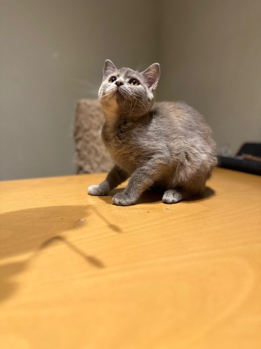 British Blue Point Британски