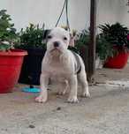 Femela    amstaff