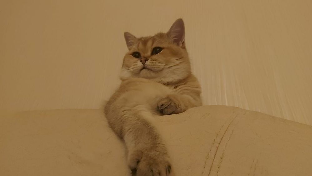 Маленькое чудо природы британские золотые котята