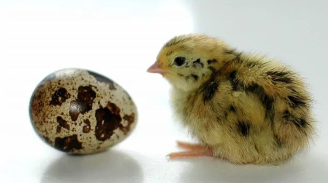 Продам инкубационное перепелиное яйцо