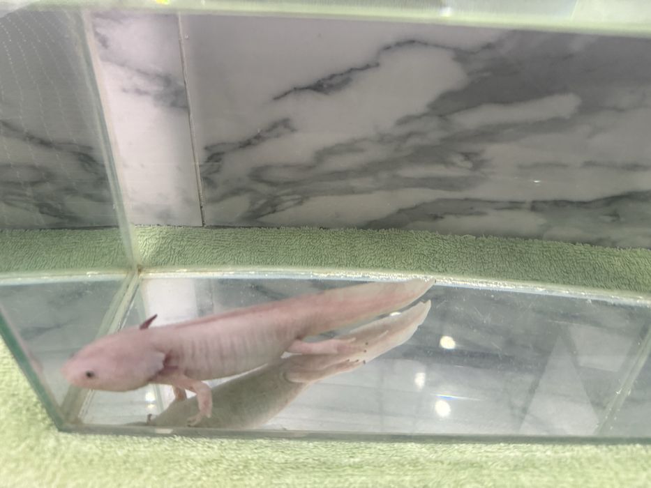 Продам аксолотль