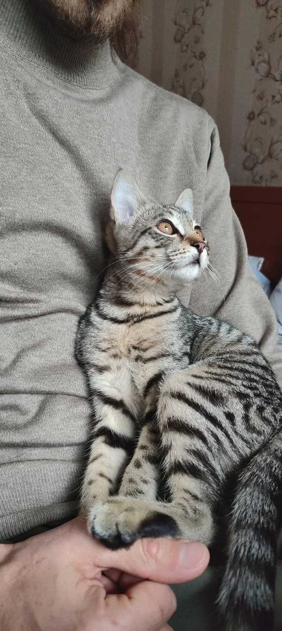 Отдам в добрые руки котенка