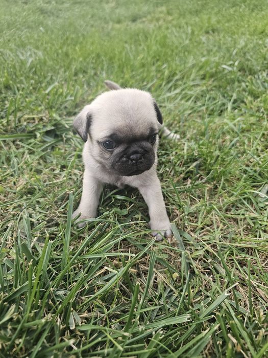 Pui mascul pug,mops rasa pura cu pedigre