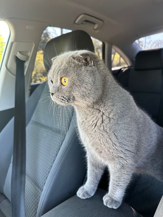 Vând pisica scottish fold