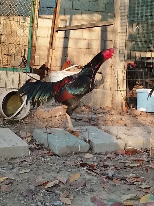 Дакан 2та пара тухумда