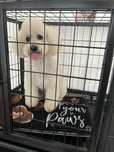 Afacere salon canin