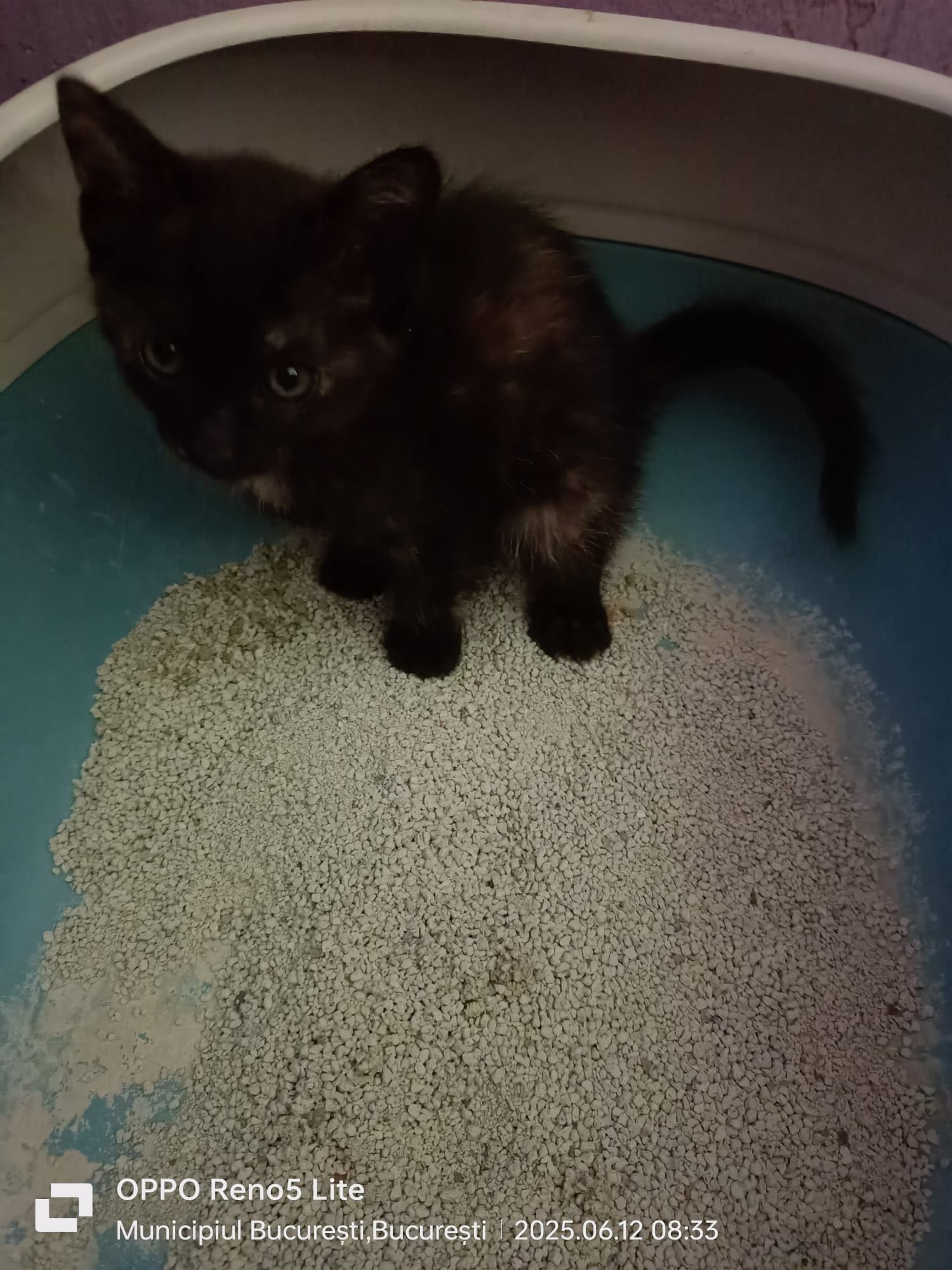 Adoptie 2 pui de pisica Calico 2 Fete și un băiat Pisica neagra