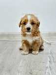Maltipoo Mini Toy - Talie mica - Sanatos - Vaccinat