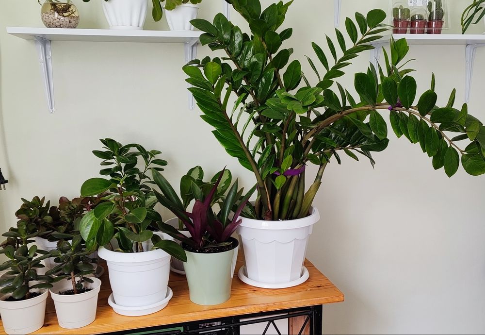 Услуги по уходу за комнатными цветами (квартира / офис)