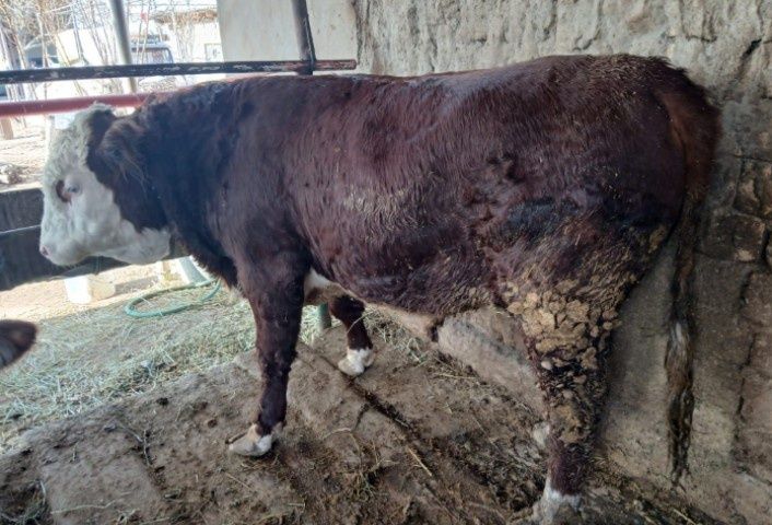 Бұқа семіз бұқа сатылады