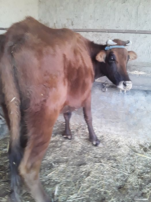 6..Oylik Bug‘oz Mollar Sotiladi.Buxoro Jondor