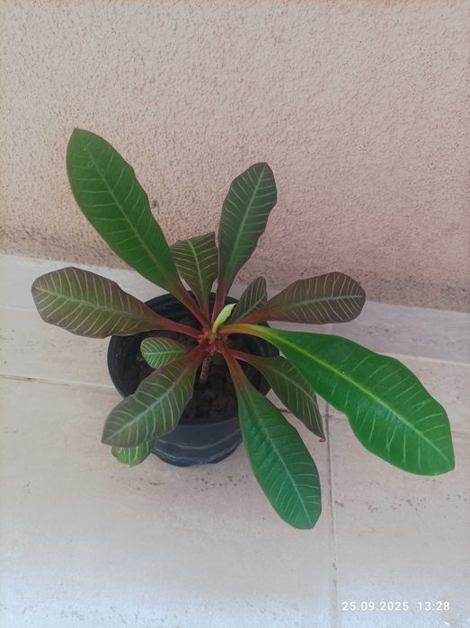 Саксийни, стайни растения