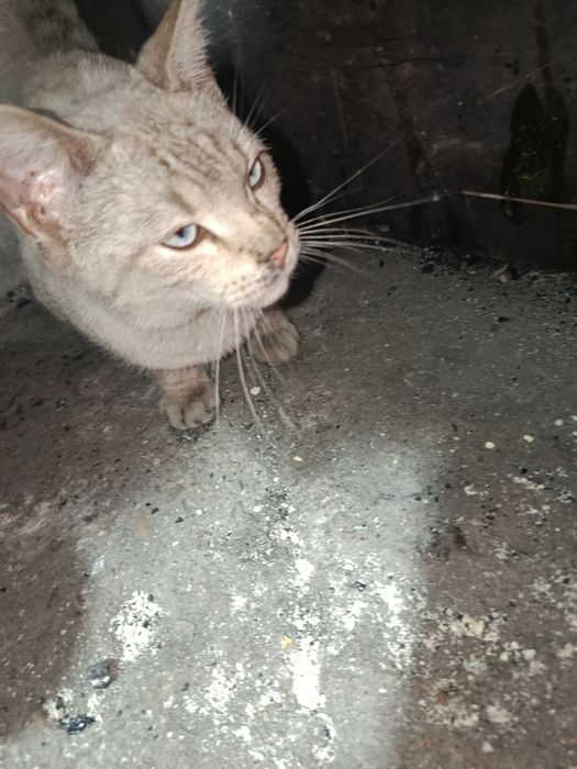 сиамская кошка/кот