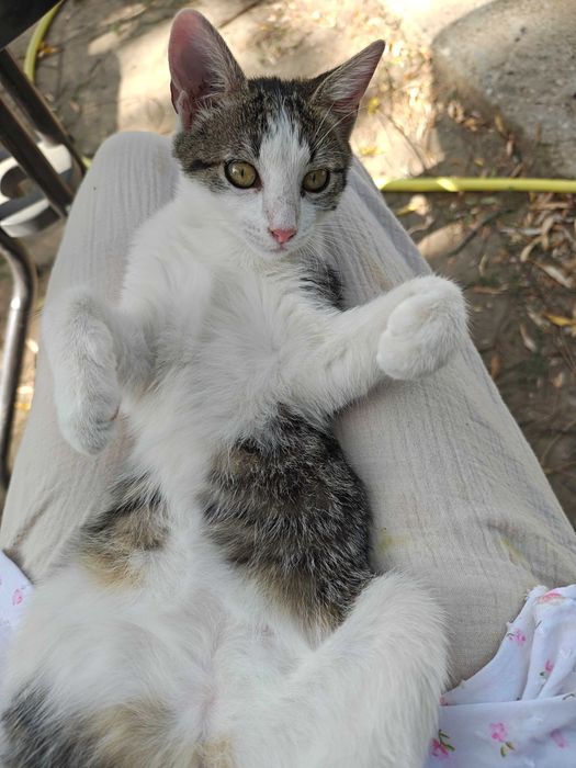 Pisicuta tigrata cu guleras, 5 luni, isi cauta casuta