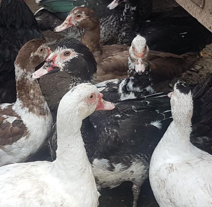 Продам мускусных уток ( индоуток)