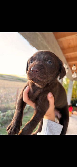 donez pui de caine 2 luni