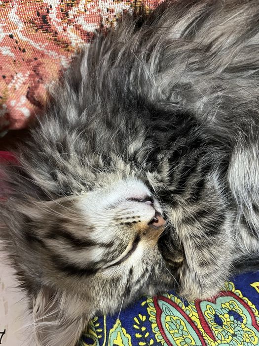 Mushuk yaxshi sog’lom bepul