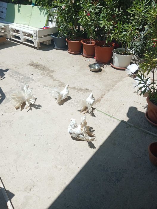 Vând porumbei  frumosi