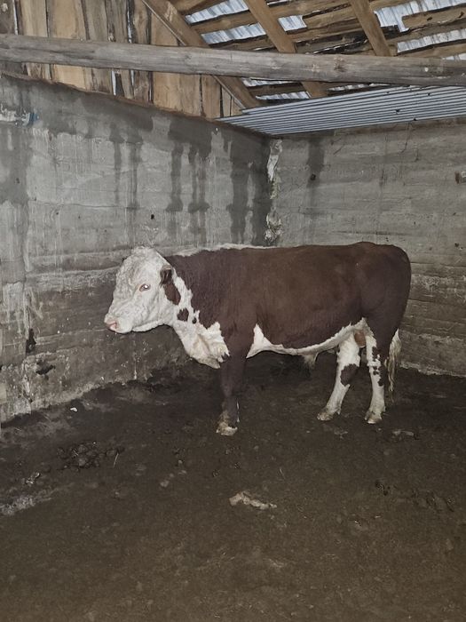 Ак бас екі жарым жылдық