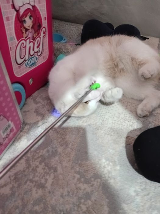 Britaniski mushuk bn chachishtirilgan