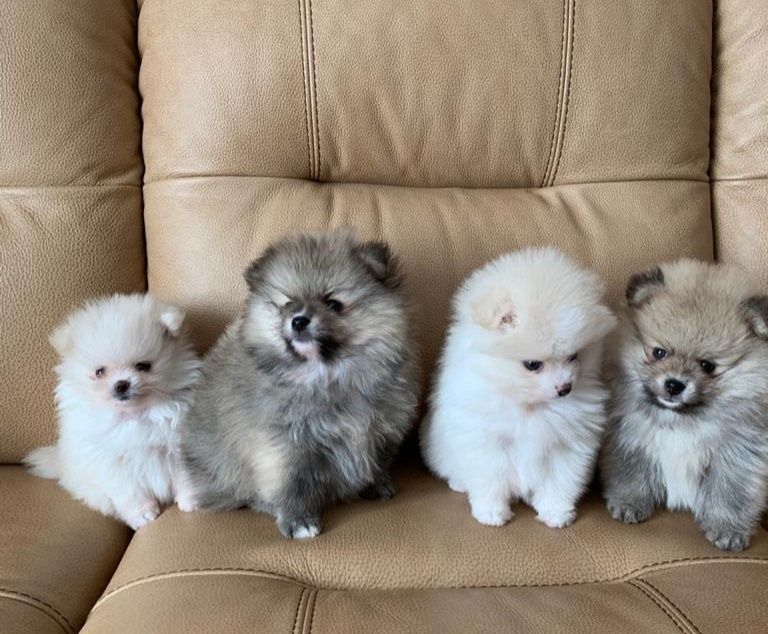 Продам недорого мальчика