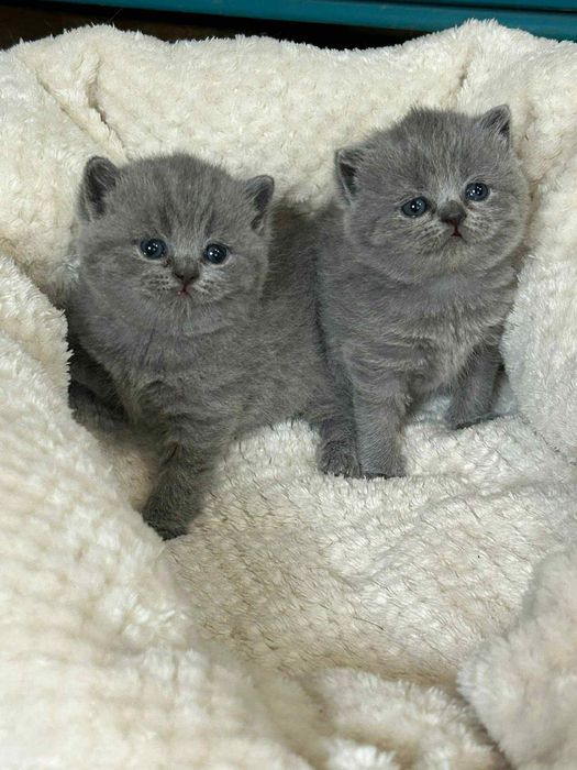 Британска късокосместа