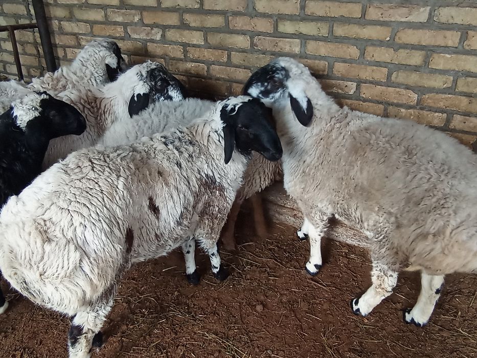 Коракулок кучкорлар сотилади