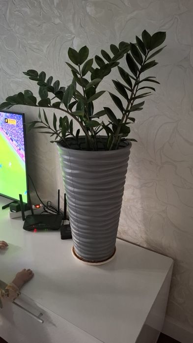 Название цветы Доллар