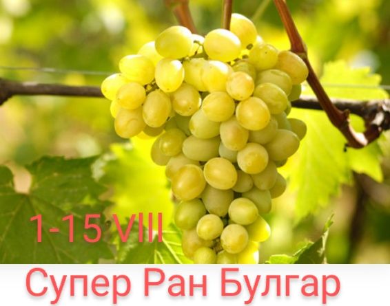 Лози за вкореняване