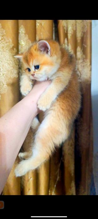 Британская золотая шиншилла девочки и мальчики