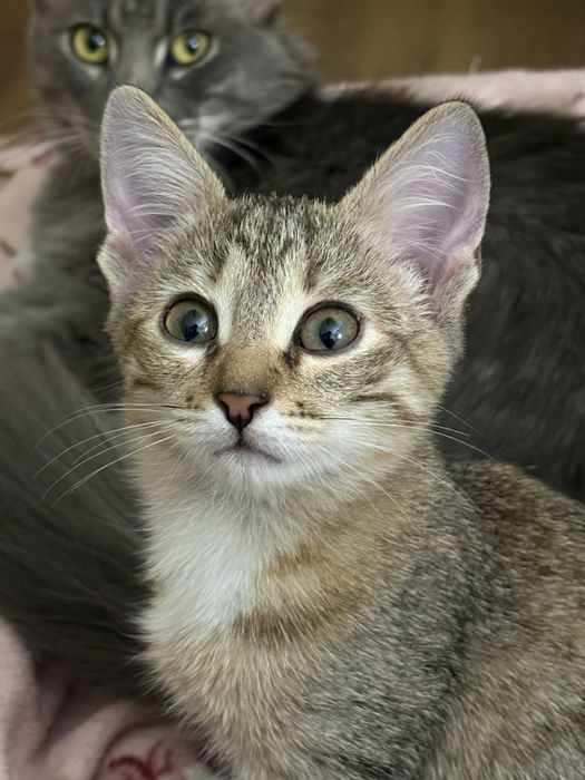 Только ответственным