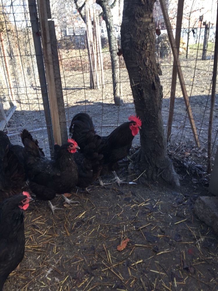 Vand familie gaini din rasa Australorp negru si albastru.