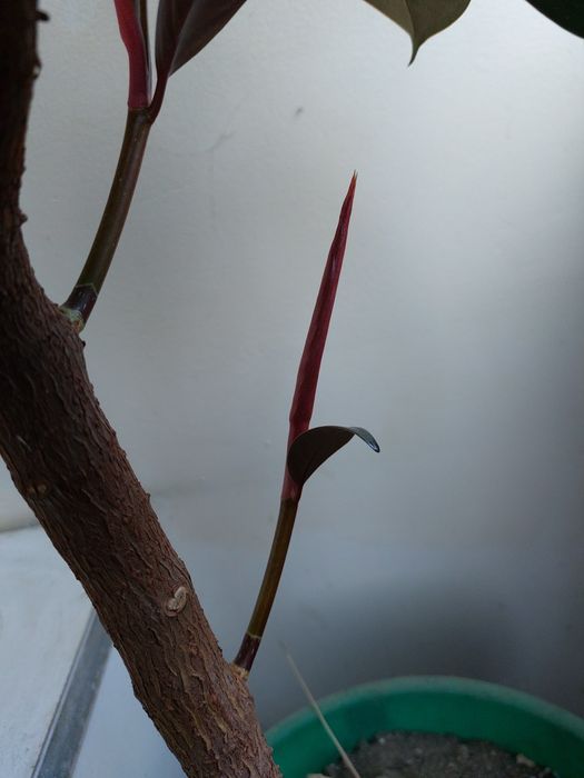 Фикус арзон сотилади