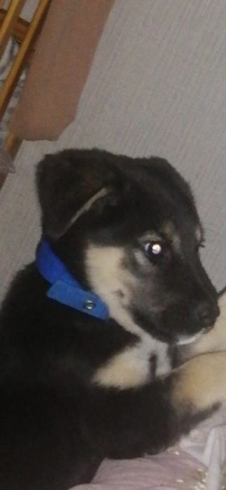 Отдам щенка в хорошие руки