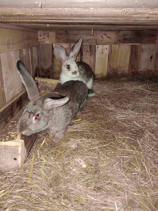 Iepuri tineret cauta casa noua