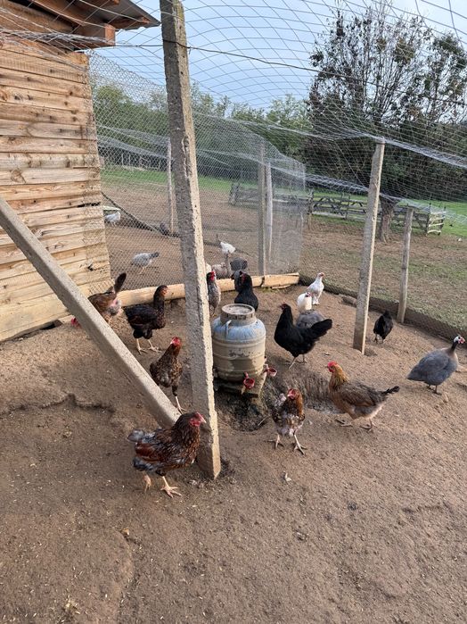 Vând pui de rasă sau găini de tăiat ( cocoși)