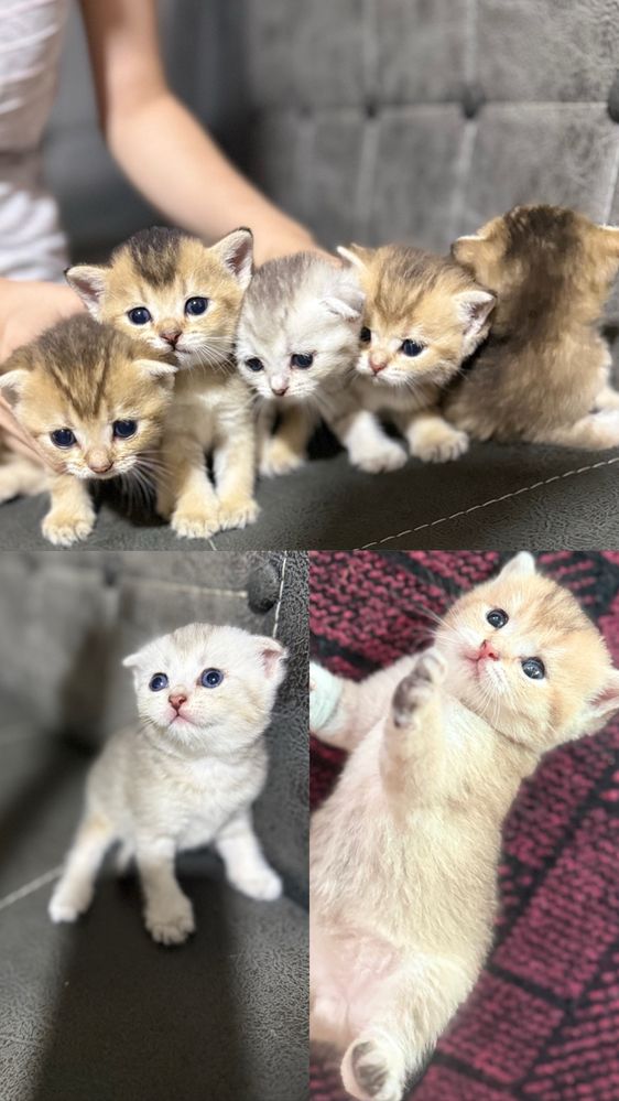 Продаются шотландские котята!