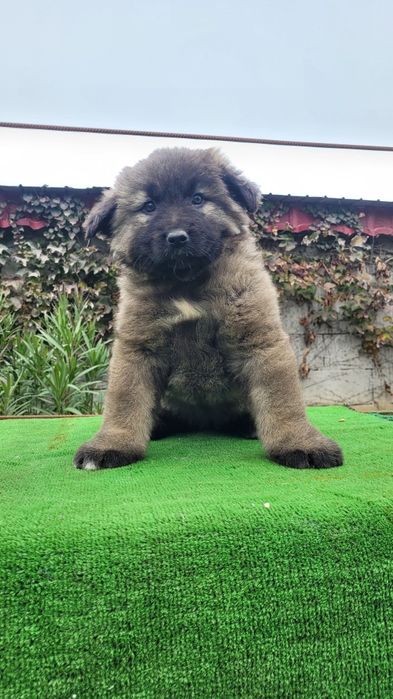 Ciobanesc caucazian talie mare  femele.