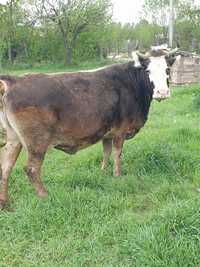 VAND schimb cu vaci sau vitei de taiere vaca gustata în 8luni jumatate