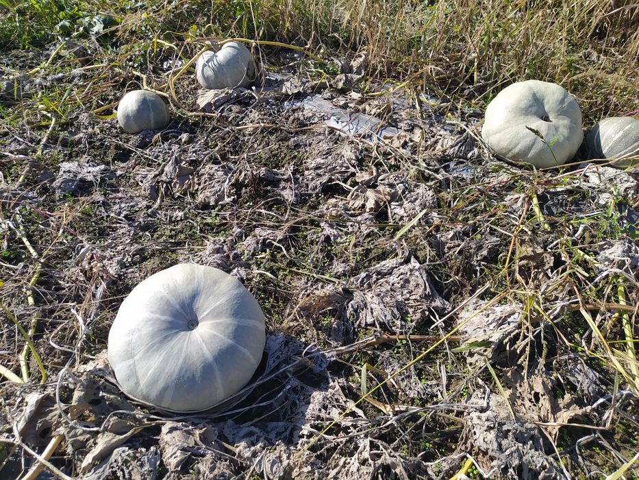 Тиква сива-пловдивска 0,40лв.