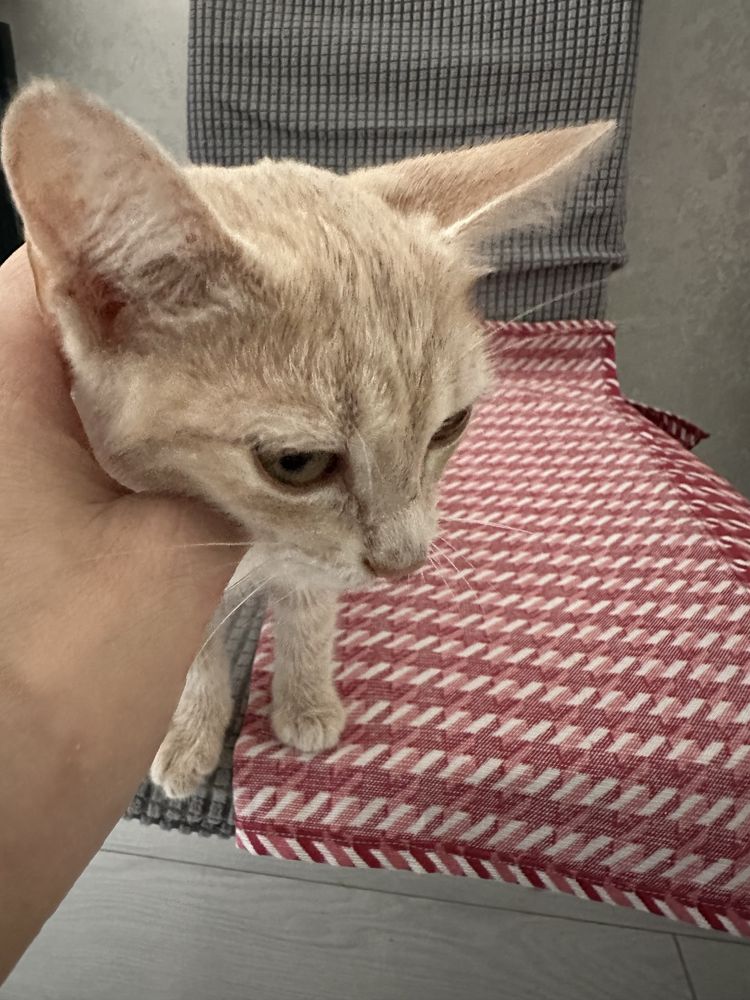 Котенок девочка бесплатно в добрые руки