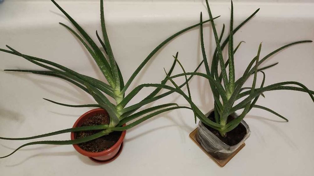 Продам алоэ вера 4 летний