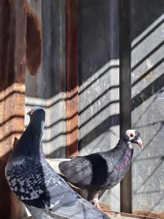 Porumbei de captură