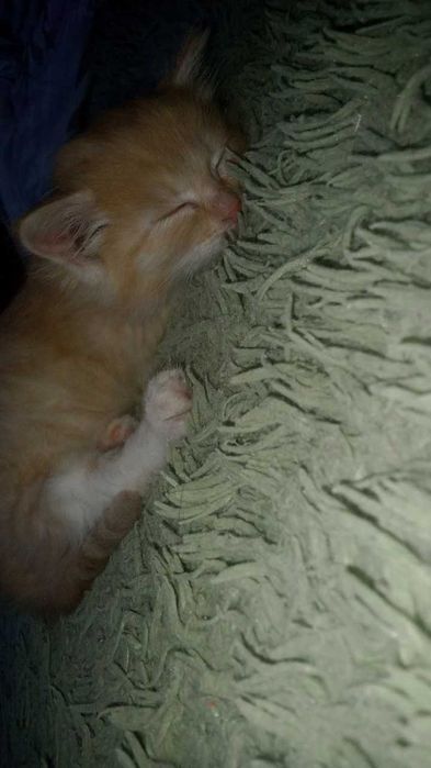 Котята бесплатно