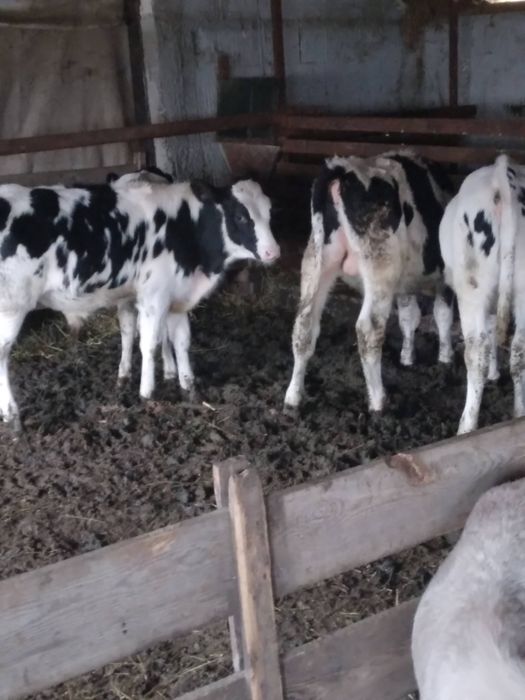 Vand 4 vitei relatii la nr de telefon