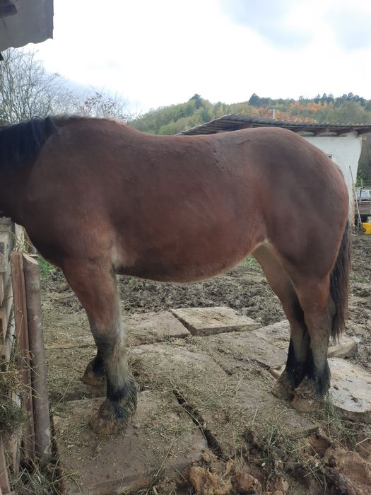 Manza de vanzare 1,6 luni